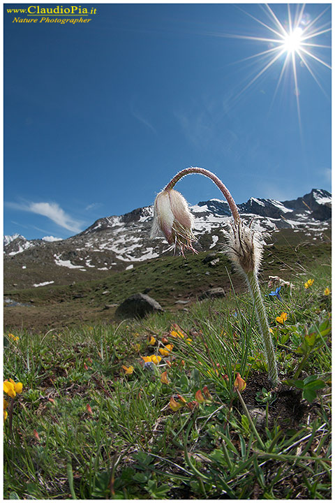 pulsatilla halleri, fiori di montagna, alpini, fotografia, foto, alpine flowers, Gran paradiso